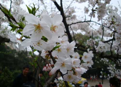 神農(nóng)架祭壇、天生橋、武當(dāng)山、李煥英拍攝地、古隆中、夜游唐城雙飛5日游